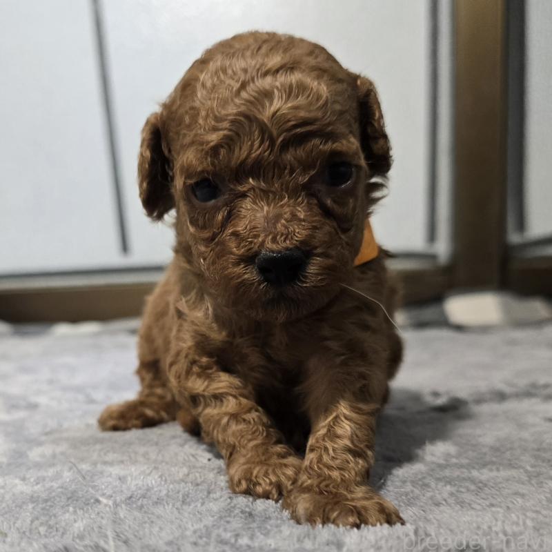 販売中の岡山県のトイプードル-454432