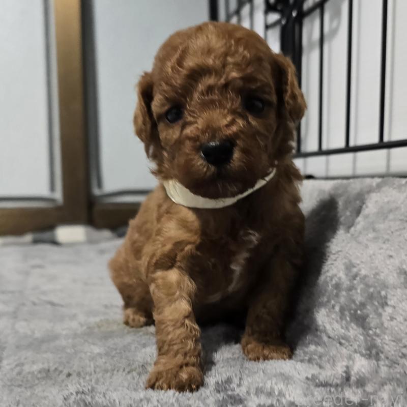 販売中の岡山県のトイプードル-454433