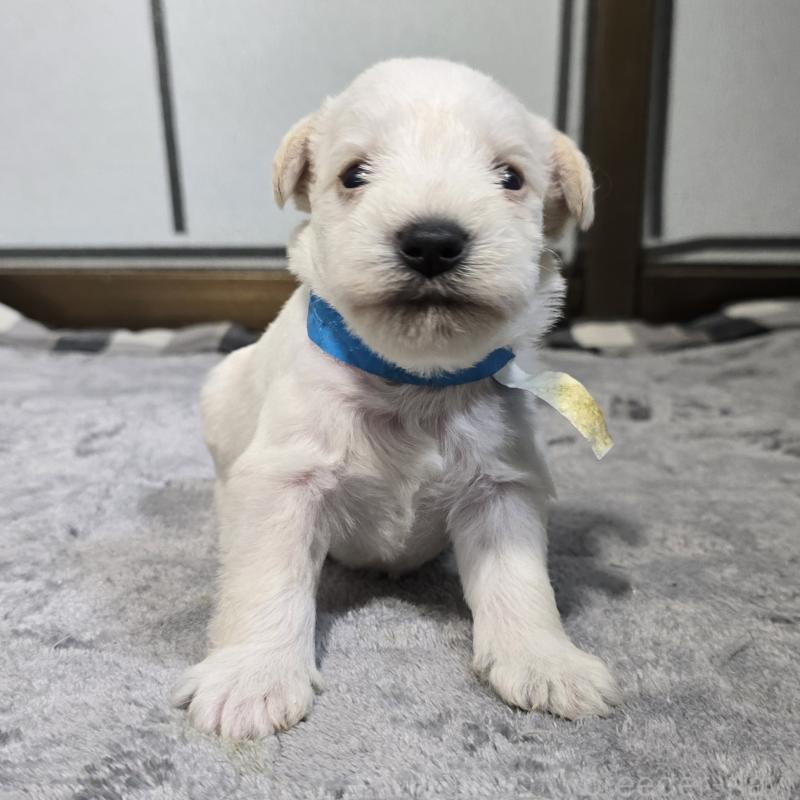 販売中の岡山県のミニチュアシュナウザー-454460