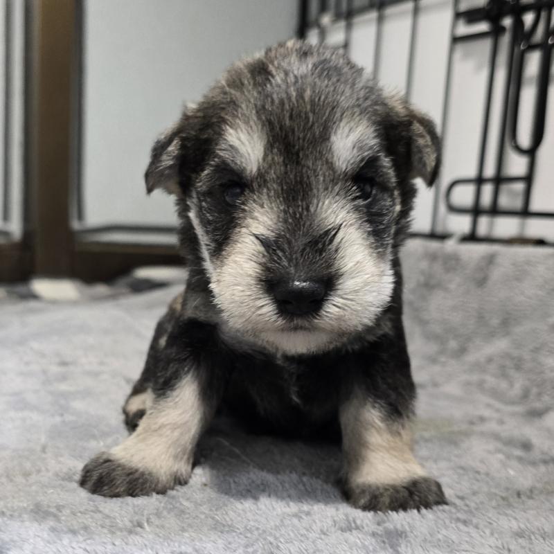 販売中の岡山県のミニチュアシュナウザー-454462