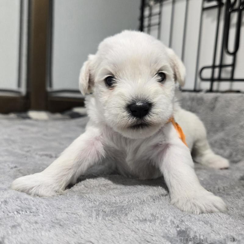 販売中の岡山県のミニチュアシュナウザー-454463