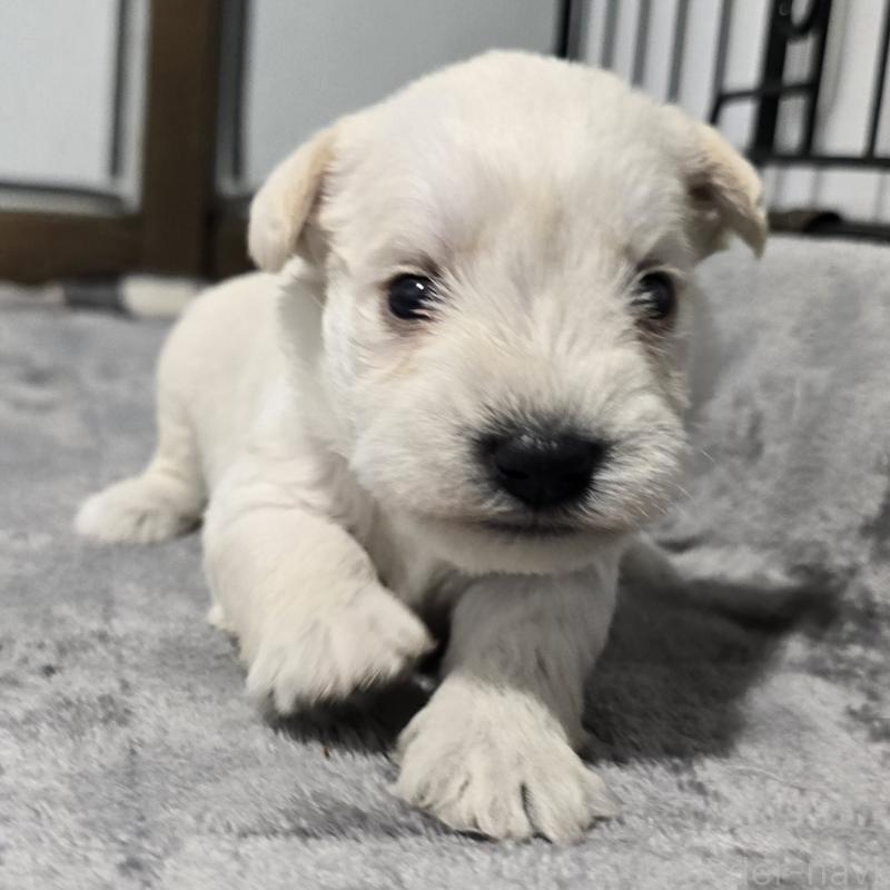 販売中の岡山県のミニチュアシュナウザー-454465