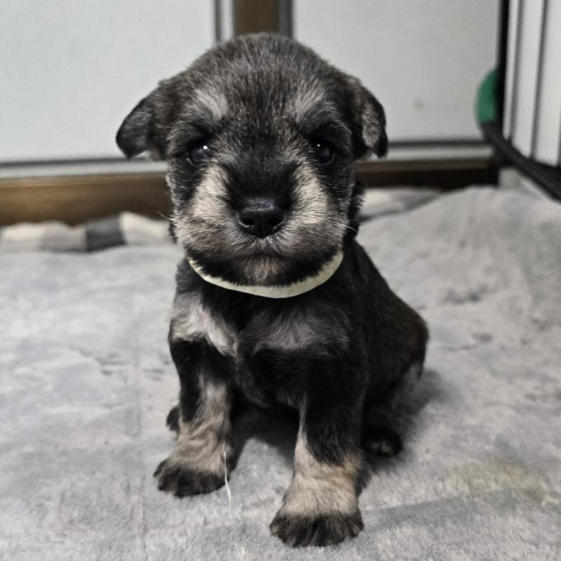 販売中の岡山県のミニチュアシュナウザー-454466