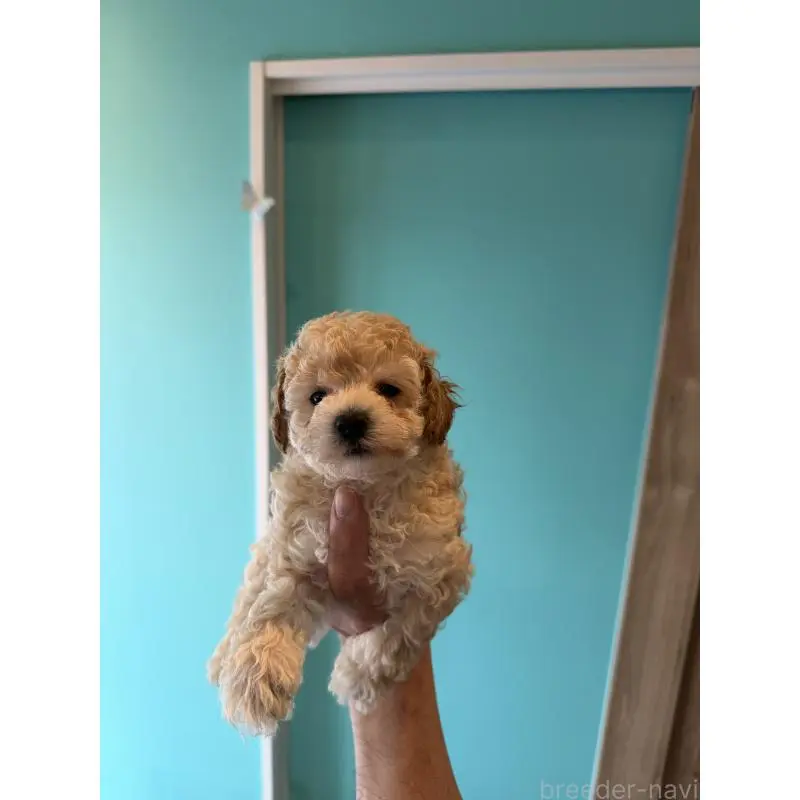 販売中の埼玉県のトイプードル-455840の2枚目