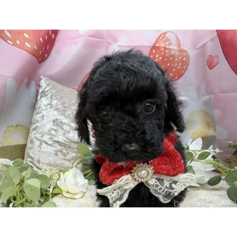 販売中の埼玉県のトイプードル-455841の6枚目