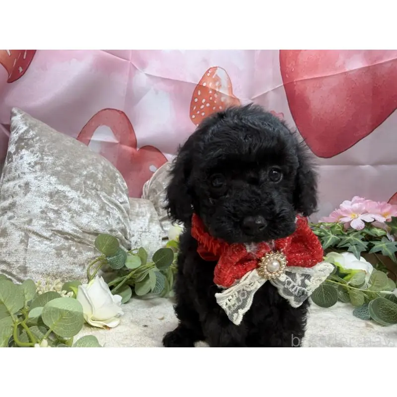 販売中の埼玉県のトイプードル-455841の5枚目