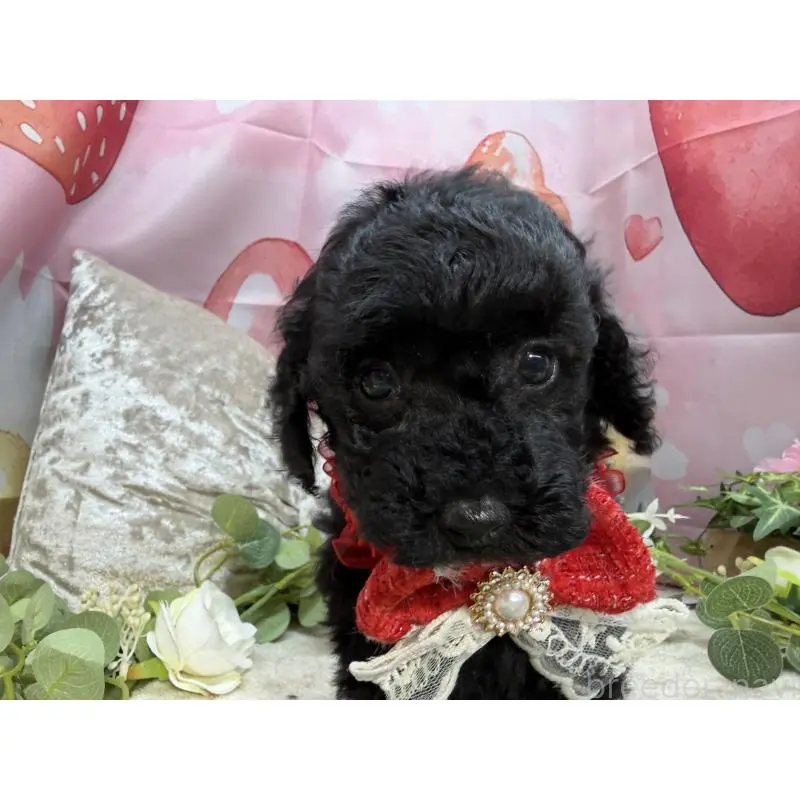 販売中の埼玉県のトイプードル-455841の4枚目