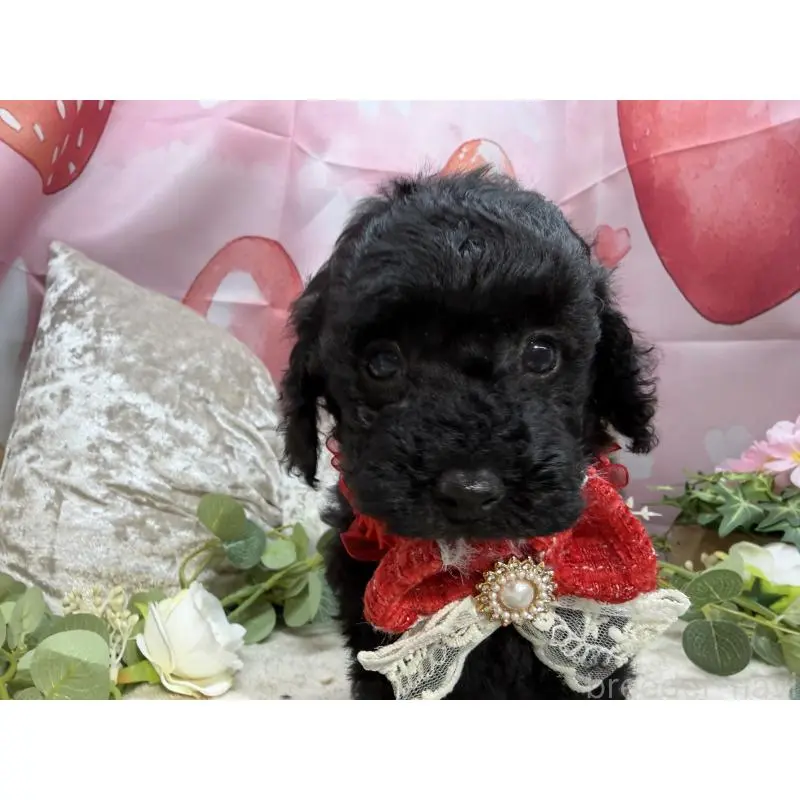 販売中の埼玉県のトイプードル-455841の3枚目