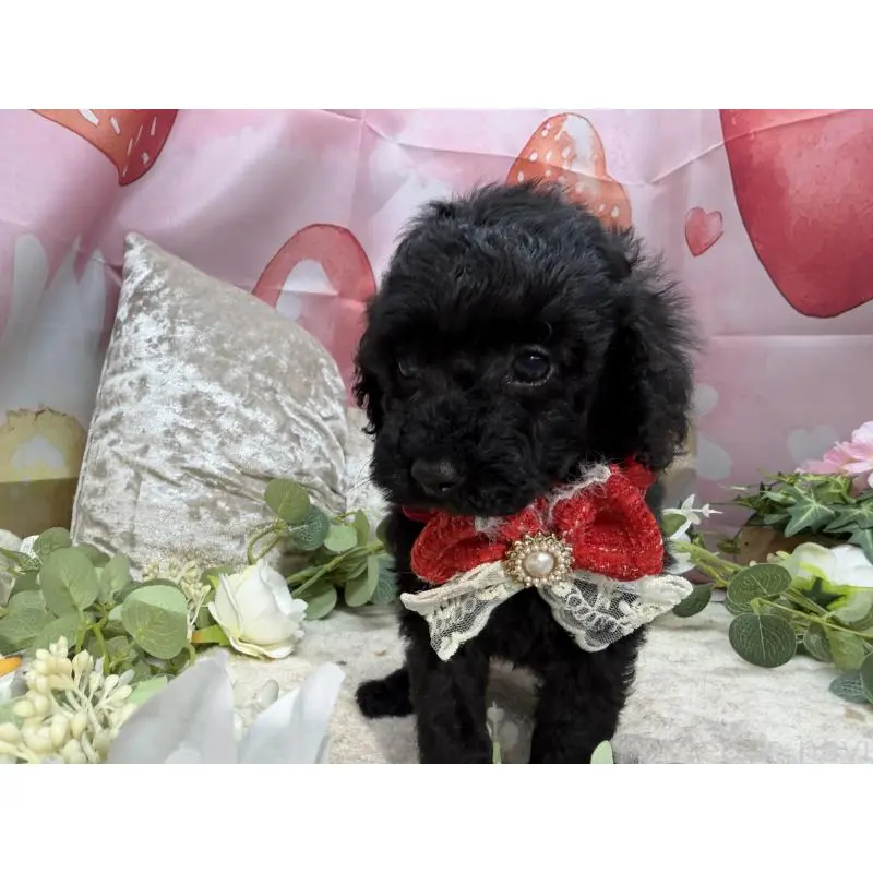 販売中の埼玉県のトイプードル-455841の2枚目