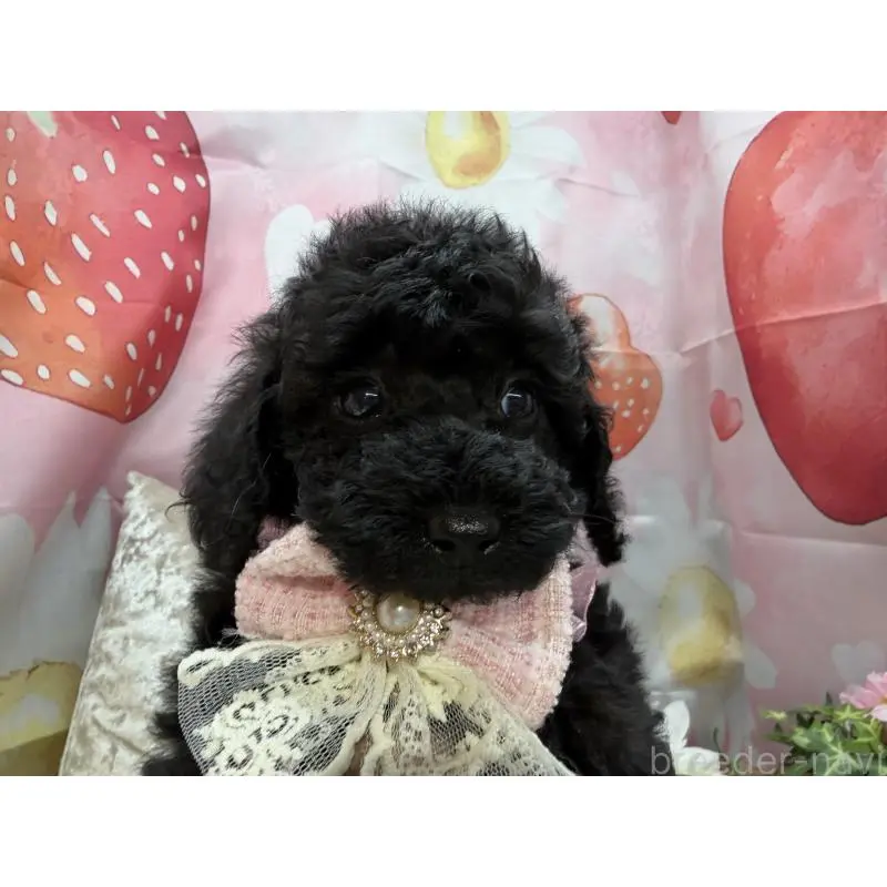 販売中の埼玉県のトイプードル-455842の8枚目