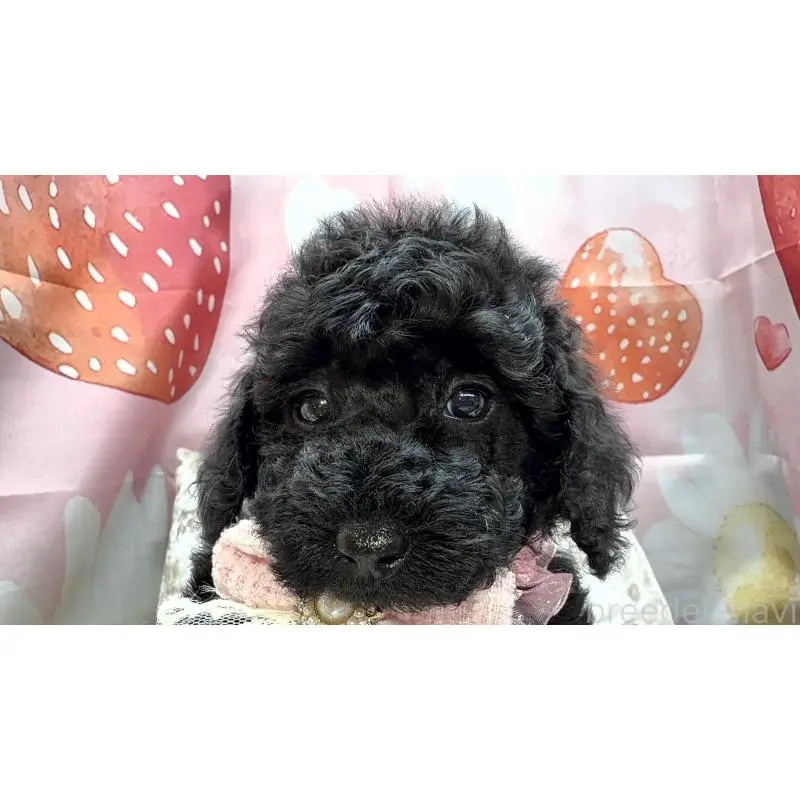 販売中の埼玉県のトイプードル-455842の7枚目