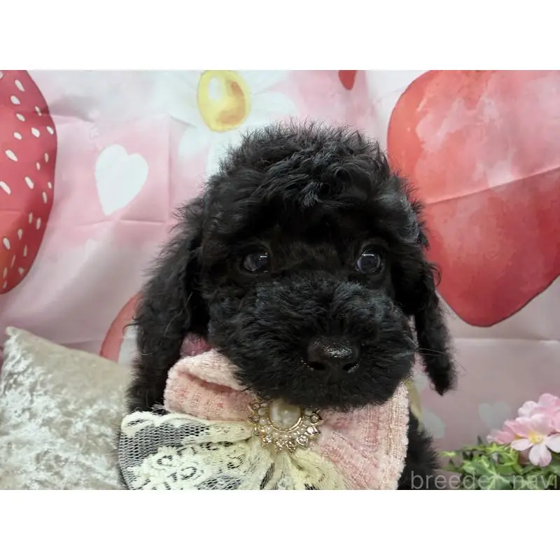 販売中の埼玉県のトイプードル-455842の6枚目