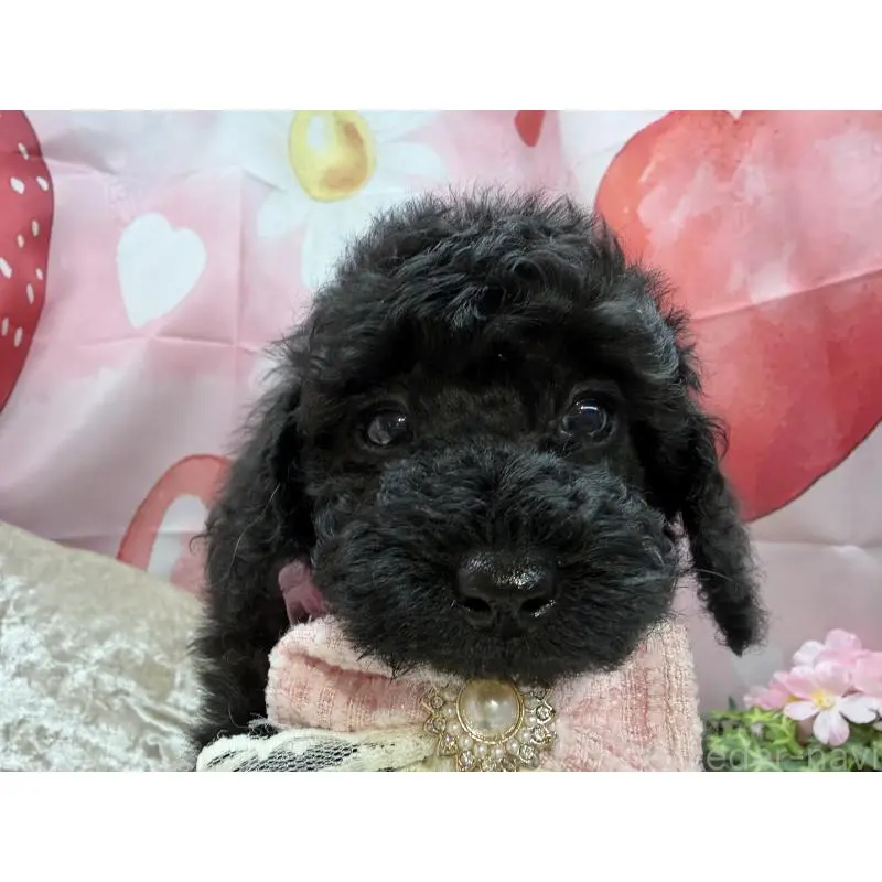 販売中の埼玉県のトイプードル-455842の5枚目