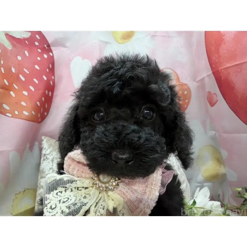 販売中の埼玉県のトイプードル-455842の4枚目