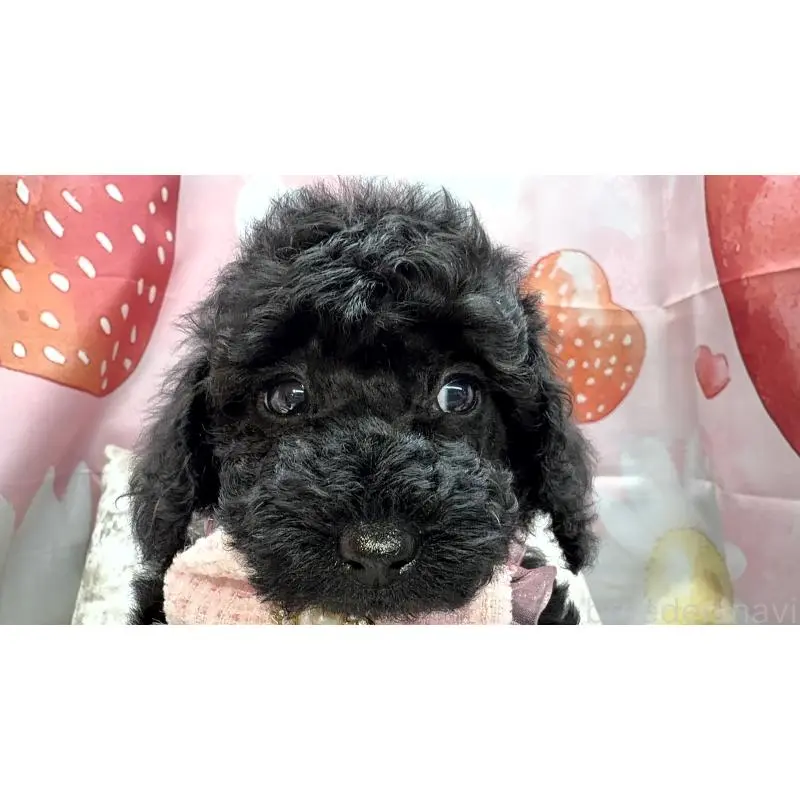 販売中の埼玉県のトイプードル-455842の3枚目