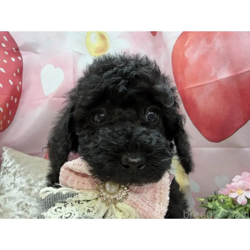 販売中の埼玉県のトイプードル-455842の2枚目