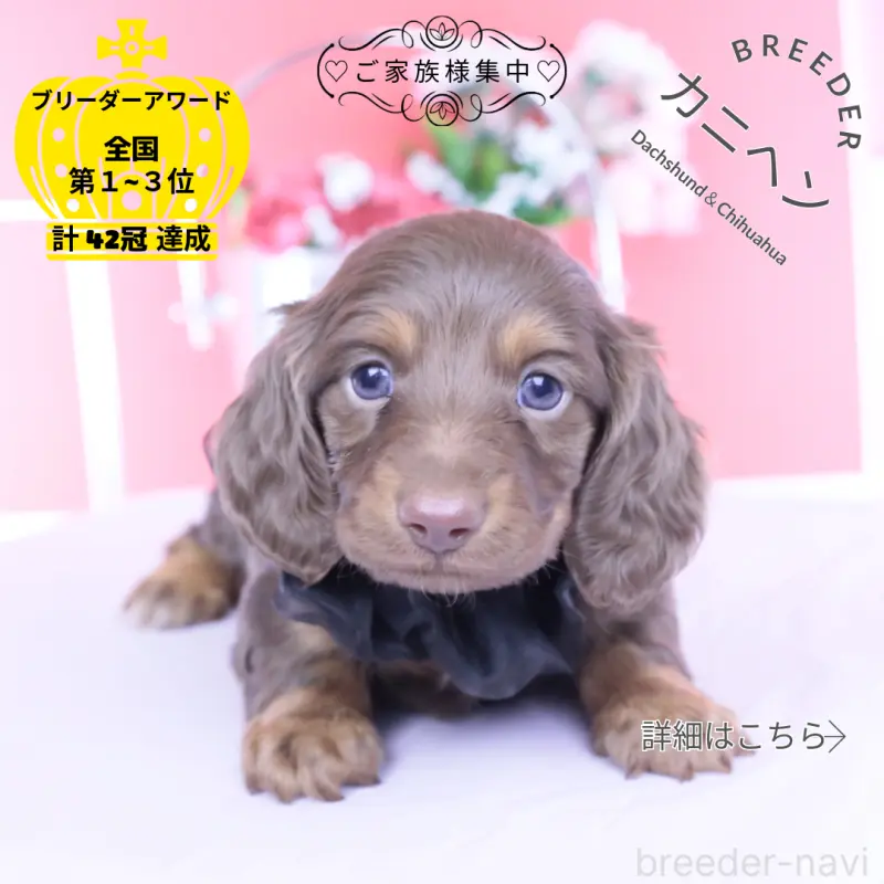 販売中の愛知県のカニンヘンダックスフンド(ロングヘアード)-455856