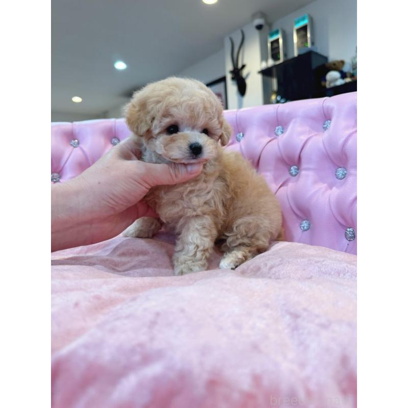 販売中の茨城県のティーカッププードル-455866の7枚目