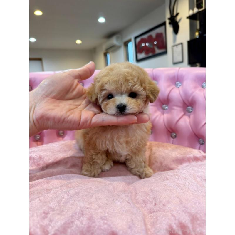 販売中の茨城県のティーカッププードル-455866の6枚目