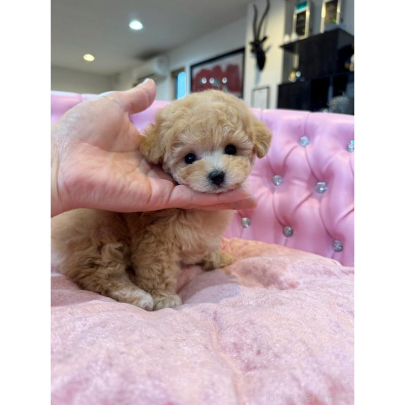 販売中の茨城県のティーカッププードル-455866の5枚目