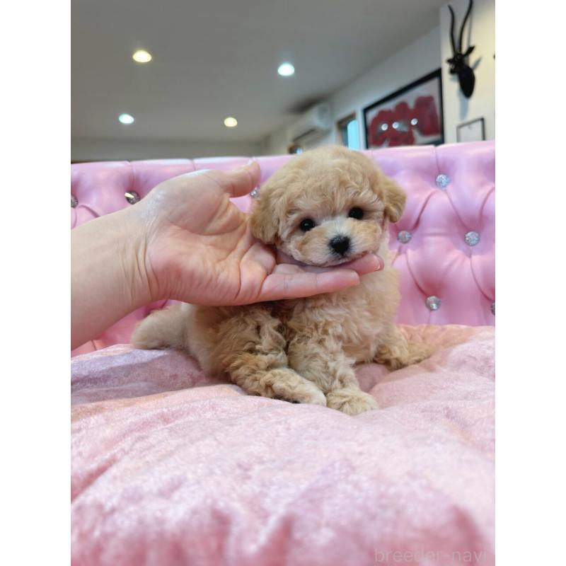 販売中の茨城県のティーカッププードル-455866の4枚目