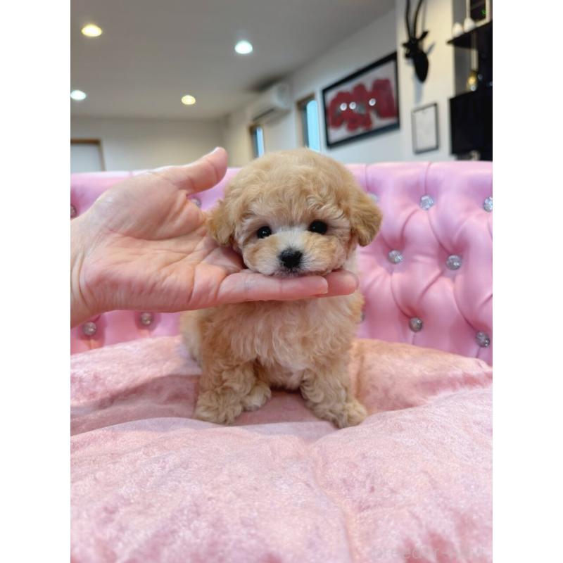 販売中の茨城県のティーカッププードル-455866の3枚目