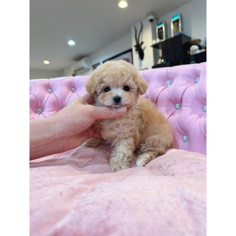 販売中の茨城県のティーカッププードル-455866の2枚目