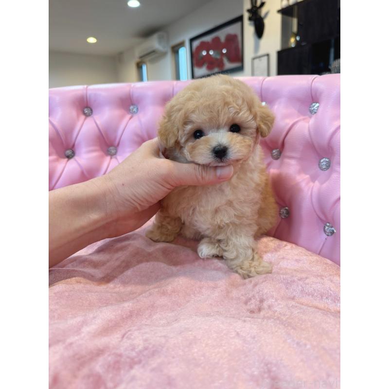販売中の茨城県のティーカッププードル-455866