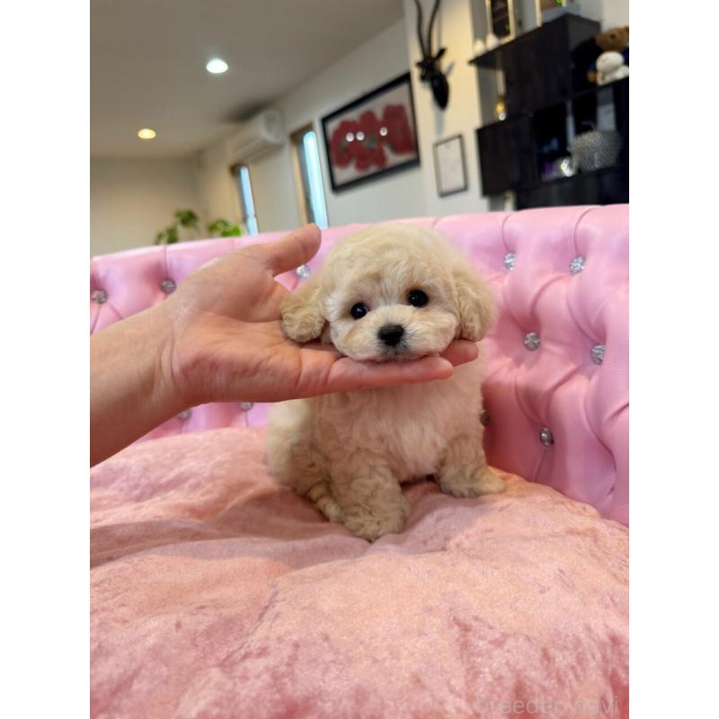 販売中の茨城県のタイニープードル-455870の5枚目