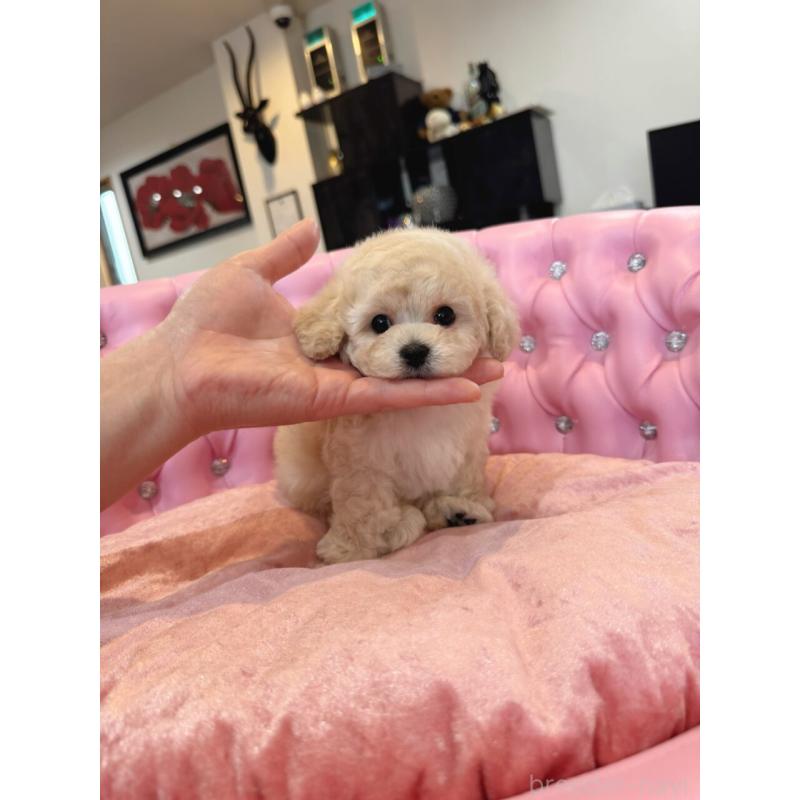 販売中の茨城県のタイニープードル-455870の4枚目