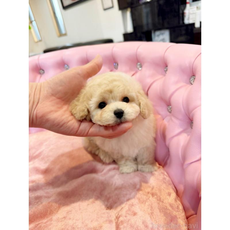 販売中の茨城県のタイニープードル-455870の3枚目