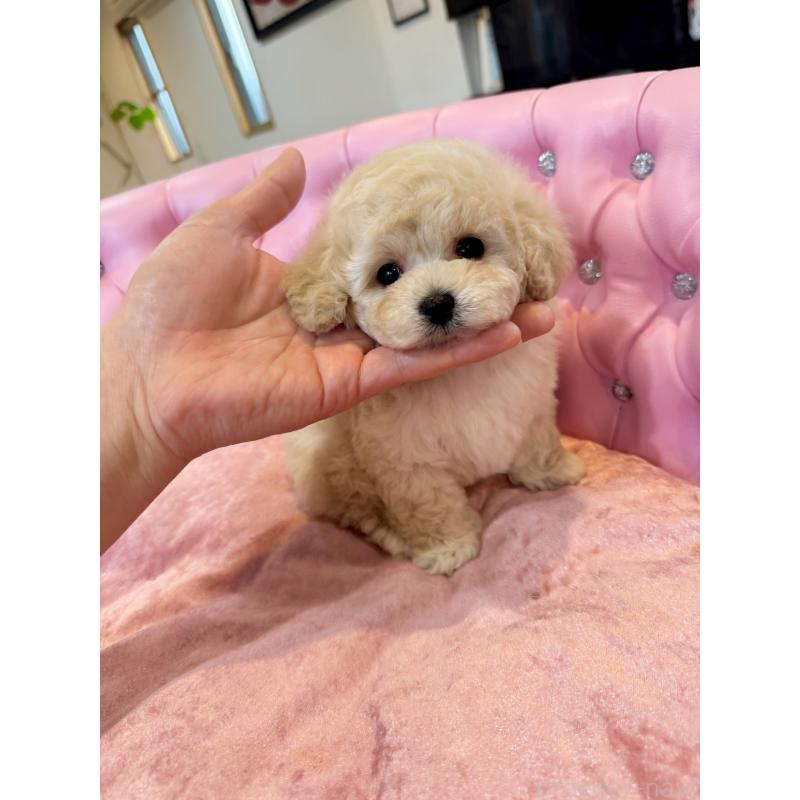 販売中の茨城県のタイニープードル-455870の2枚目