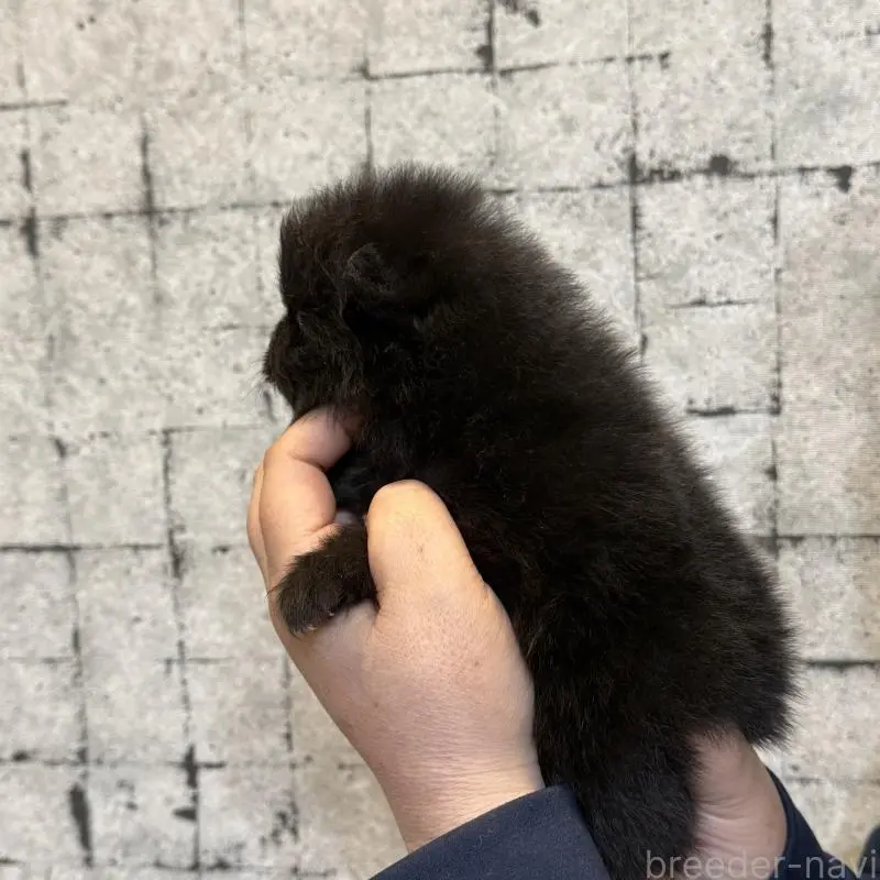 販売中の大分県のポメラニアン-455872の2枚目