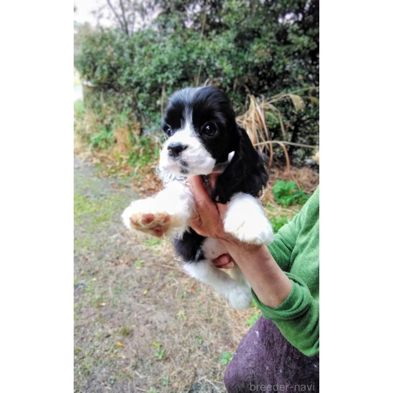 販売中の奈良県のアメリカンコッカースパニエル-455873