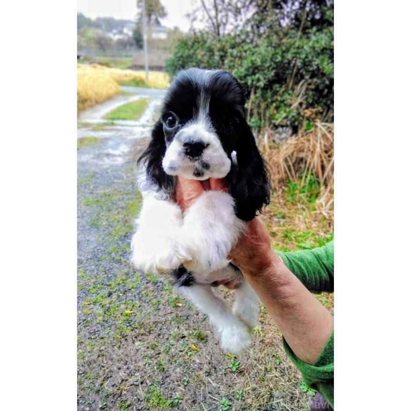 販売中の奈良県のアメリカンコッカースパニエル-455873の4枚目