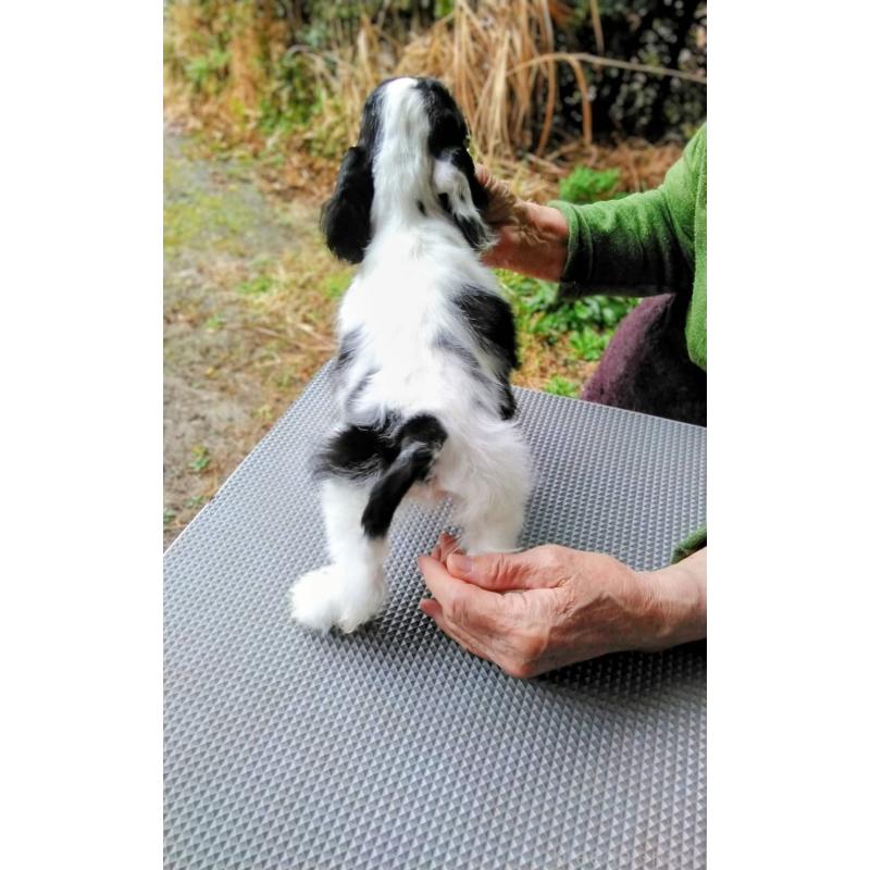 販売中の奈良県のアメリカンコッカースパニエル-455873の3枚目