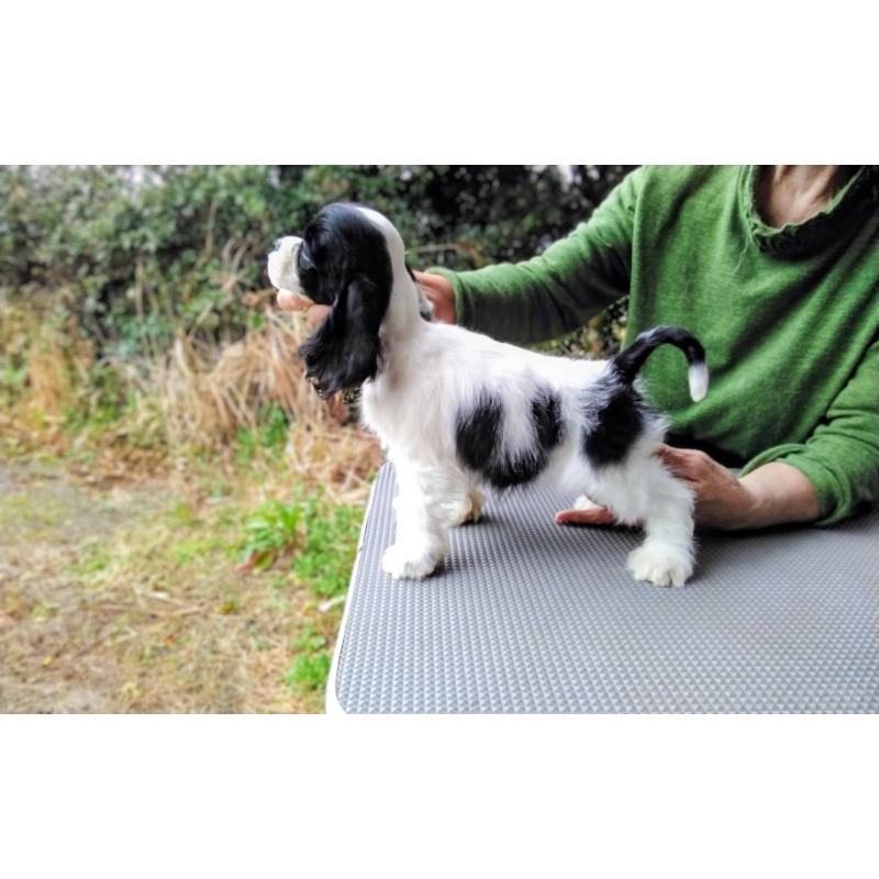 販売中の奈良県のアメリカンコッカースパニエル-455873の2枚目