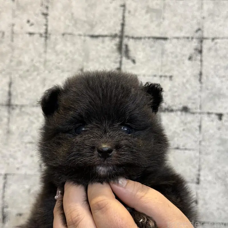 販売中の大分県のポメラニアン-455875の3枚目