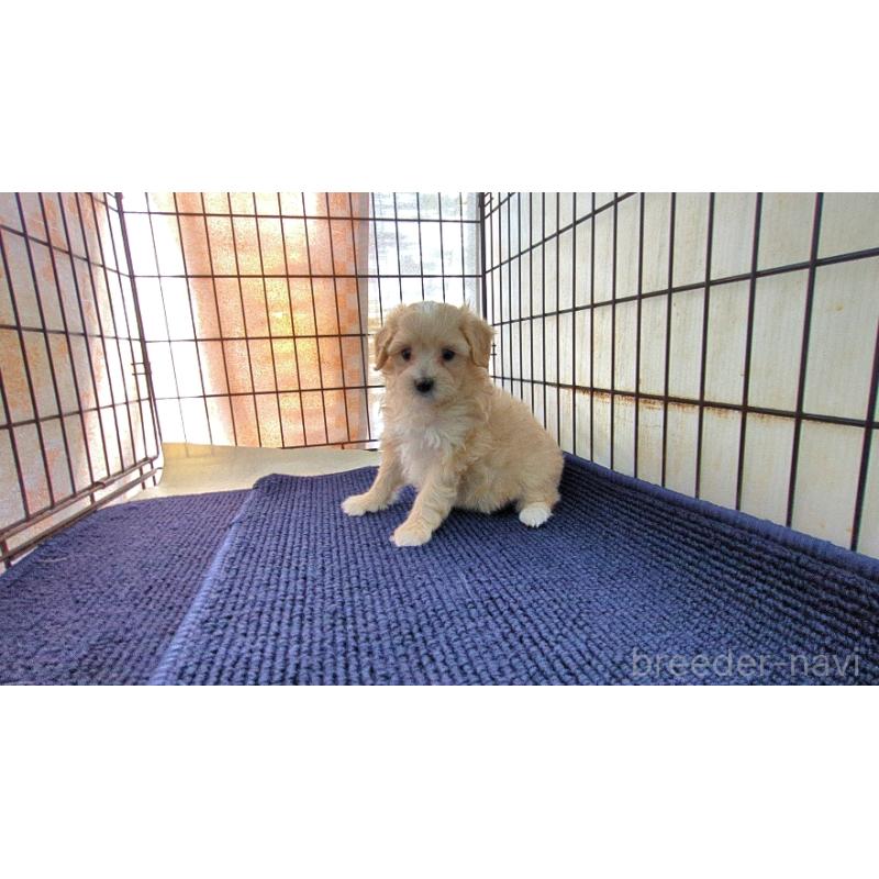 販売中の茨城県のマルプー:マルチーズ×トイプードル-455876