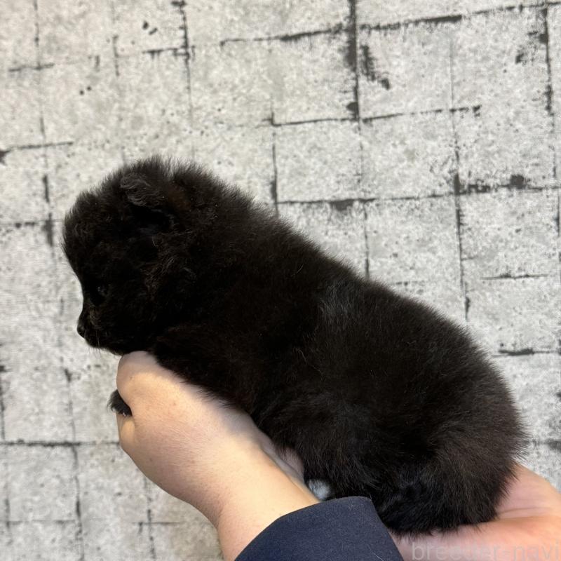 販売中の大分県のポメラニアン-455875の2枚目