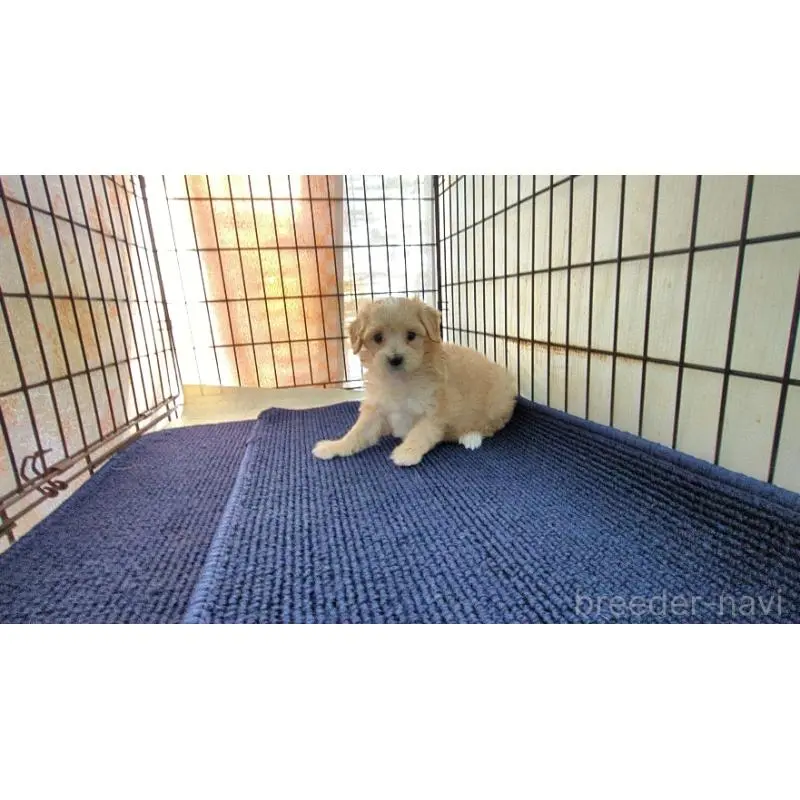 販売中の茨城県のマルプー:マルチーズ×トイプードル-455876の3枚目