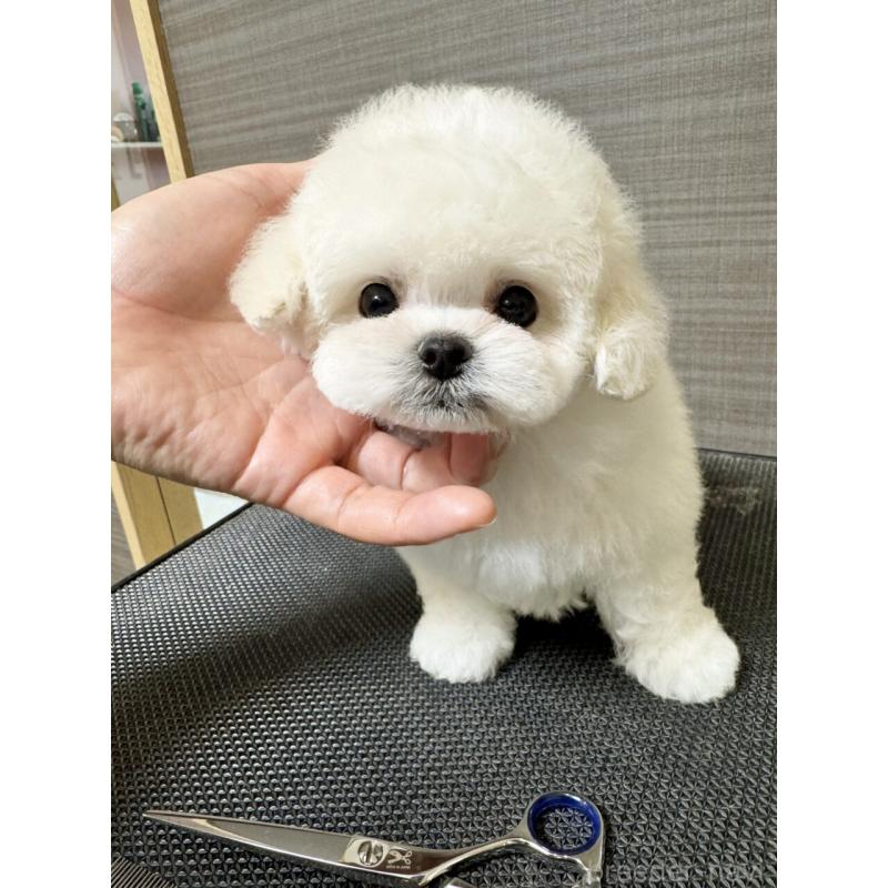 販売中の茨城県のビションフリーゼ-455877の8枚目