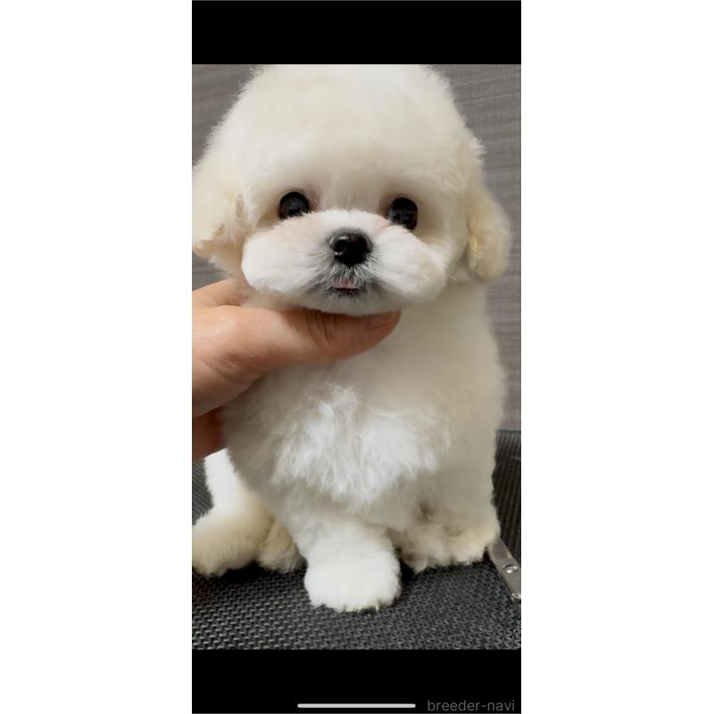 販売中の茨城県のビションフリーゼ-455877の7枚目