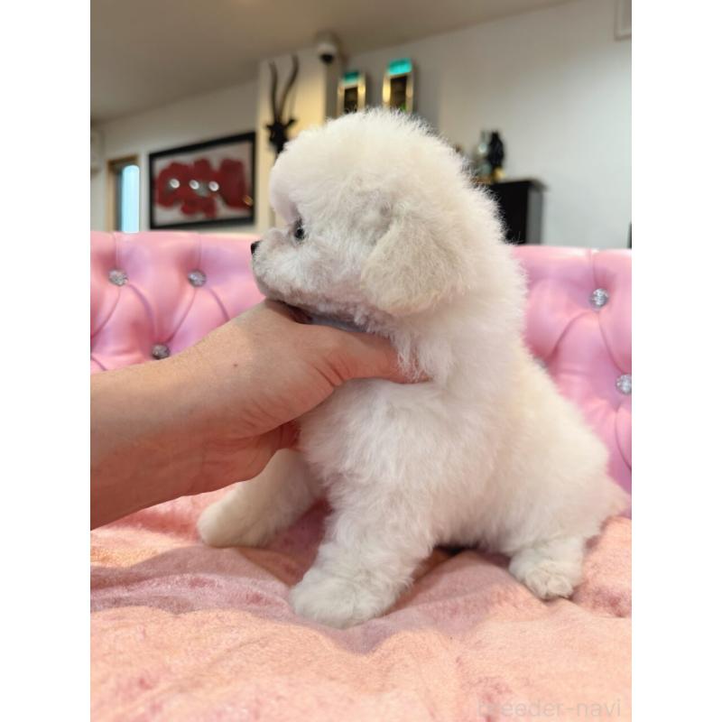 販売中の茨城県のビションフリーゼ-455877の6枚目