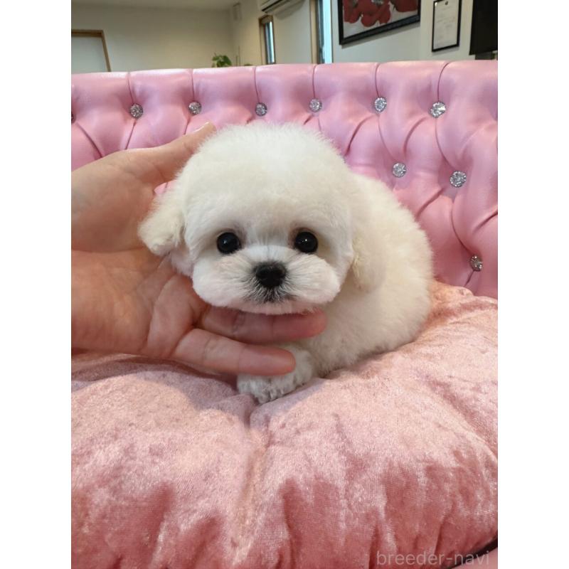 販売中の茨城県のビションフリーゼ-455877の5枚目