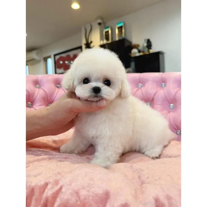 販売中の茨城県のビションフリーゼ-455877の4枚目