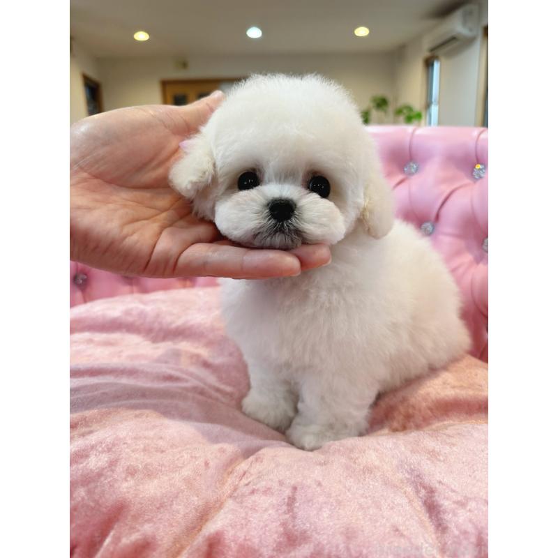 販売中の茨城県のビションフリーゼ-455877の3枚目