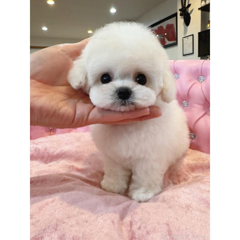 販売中の茨城県のビションフリーゼ-455877の2枚目