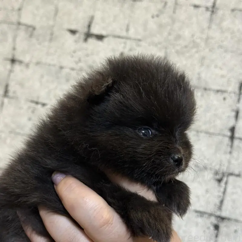 販売中の大分県のポメラニアン-455879の3枚目