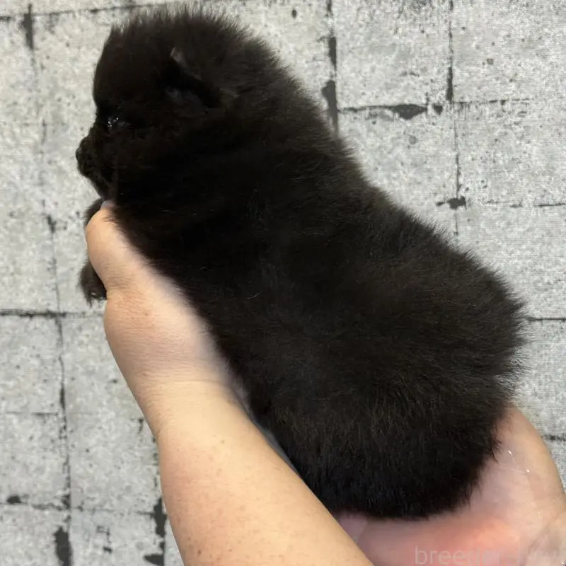 販売中の大分県のポメラニアン-455879の2枚目